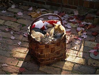 育碧日本经理暗示《刺客信条：RED》今年发售