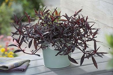 EA拒绝《龙腾世纪：起源》重制提案：不要送上门的钱